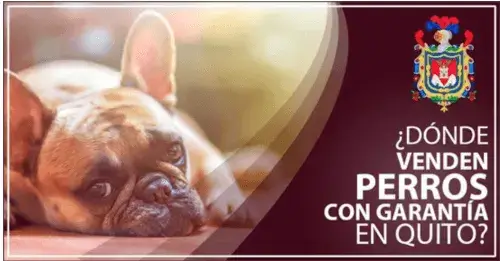Venta de Perros en Quito: ¿Dónde comprar cachorros con Garantía?