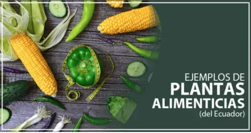 Plantas Alimenticias del Ecuador