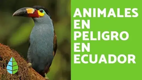 Animales Peligro de Extinción del Ecuador