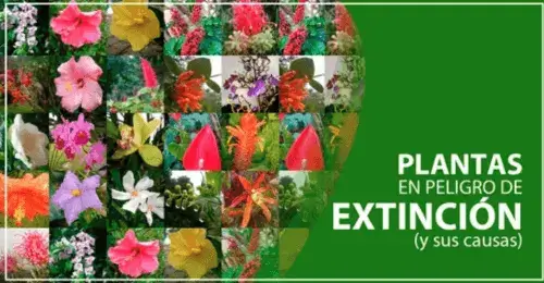 Plantas en Peligro de Extinción en Ecuador (y sus causas)
