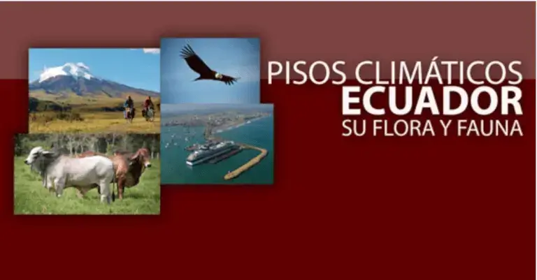 Pisos Climáticos del Ecuador - Flora, fauna y más características