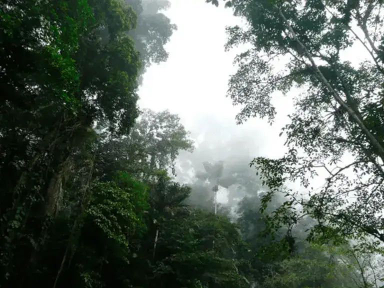 Pisos Climáticos del Ecuador - Flora, fauna características