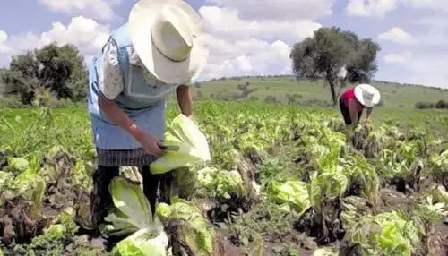 España y Ecuador acordaron que agricultores pueden ir a trabajar