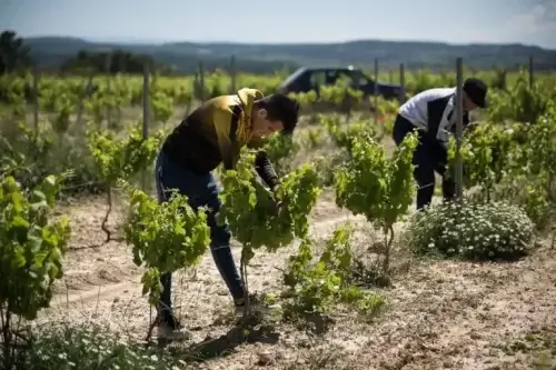 Trabajos para ilegales en España que acaban de llegar