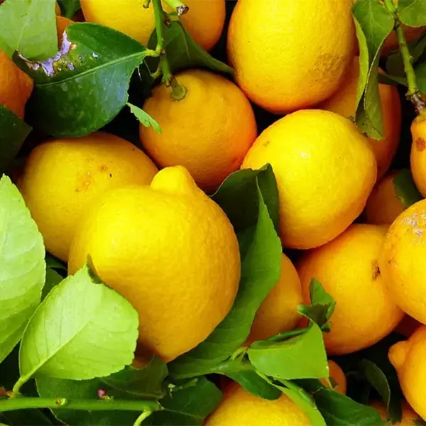 ¿Cómo conservar los limones por más tiempo?
