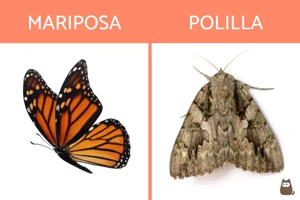 ¿Cuáles son las diferencias entre las mariposas y las polillas?