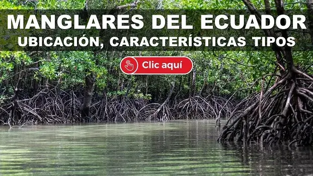 manglares ecuador caracteristicas ya