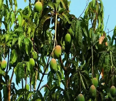 ¿Para qué sirven las hojas de mango?