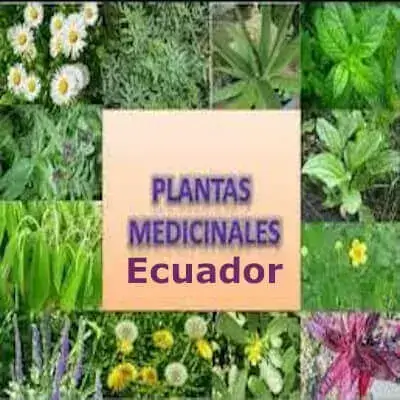 Lista de Plantas Medicinales del Ecuador
